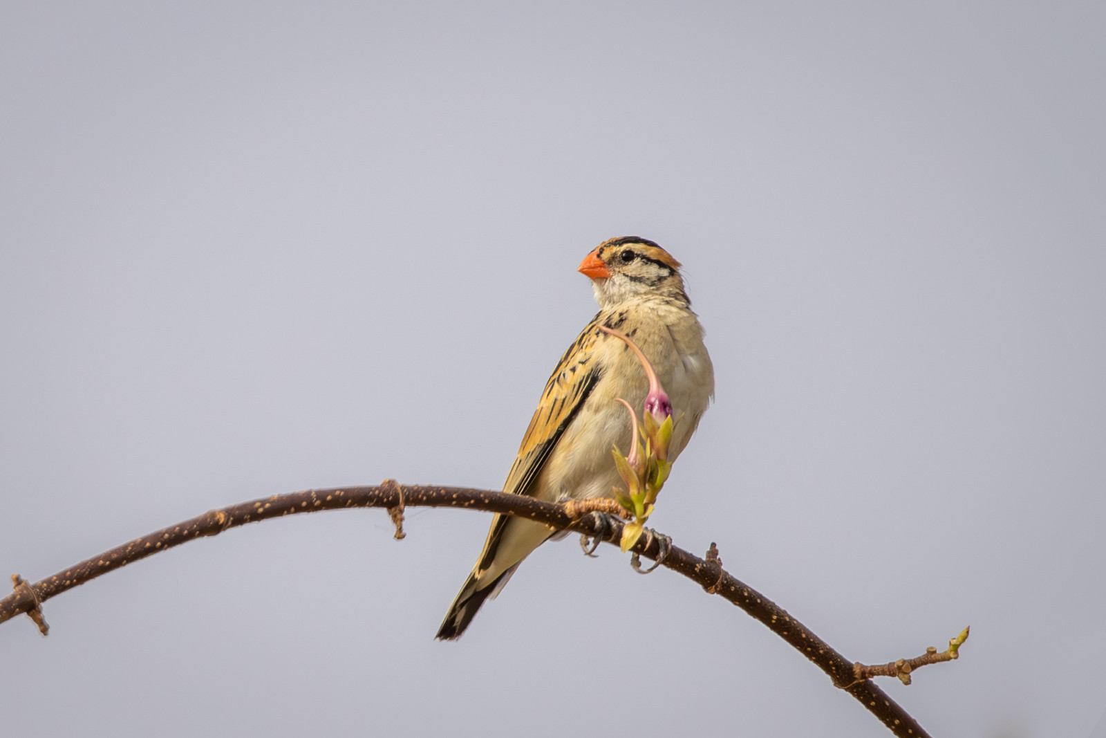 image Red-billed Quelea